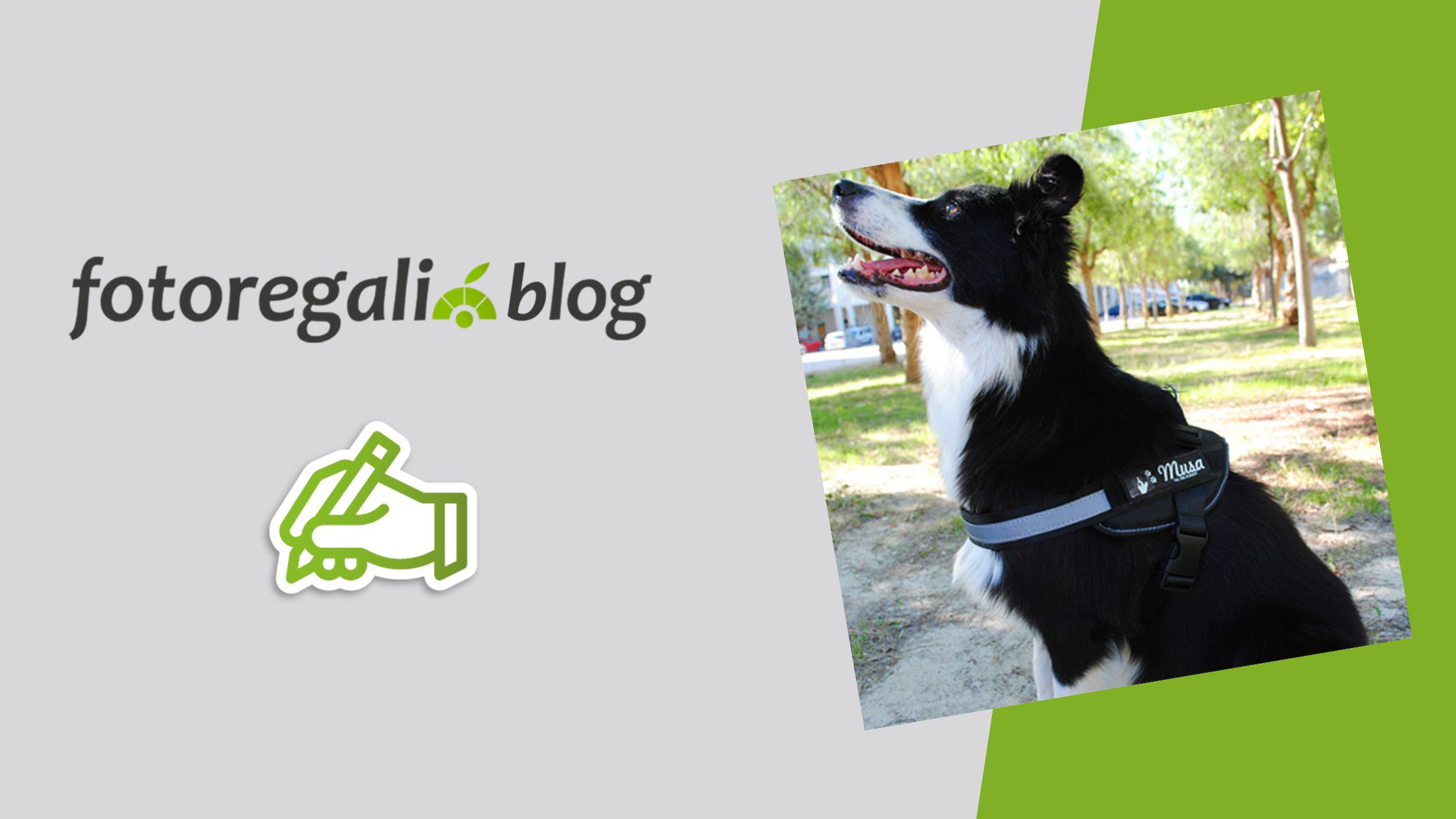 Idee regalo personalizzate per animali domestici